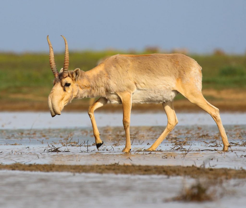 Saiga antelope at the Stepnoi Sanctuary, Russia. Its impressive nose acts as a dust-filter and reverse-cycle air-conditioner, minimizing water loss in dry environments.Image Credit: Wikimedia/Andrey Giljov, CC BY-SA.
