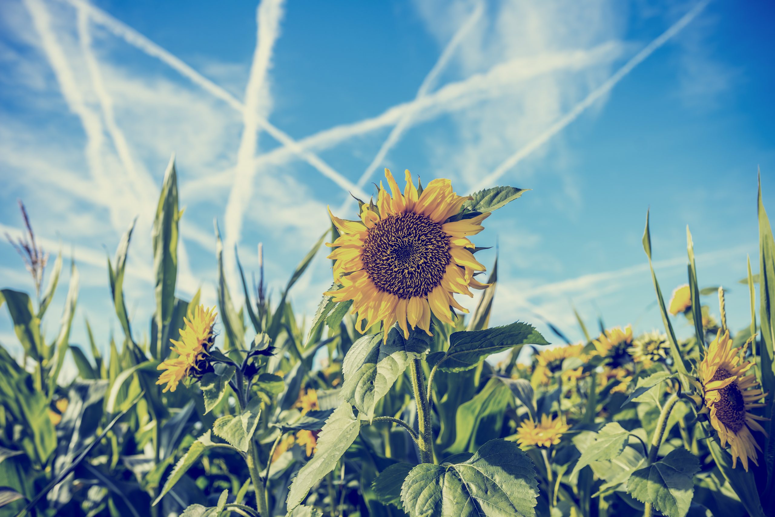 Artist illustration of flowers and contrails. Depositphotos.