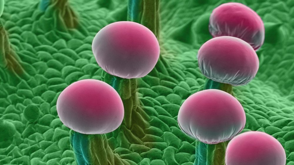This is what Marijuana looks like under a microscope.