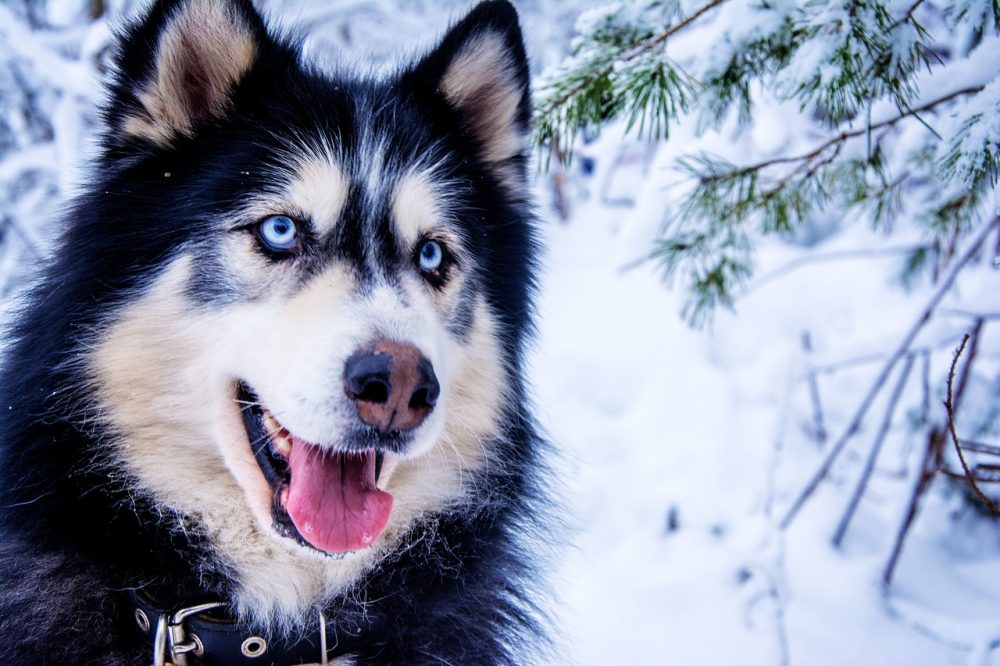 A Husky dog with blue eyes. Image Credit: Pixabay/Borboletadosol