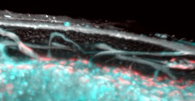 Scientists Find New Vessel For >> Scientists Find A New Structure Inside The Human Body Curiosmos Scientists Find New Vessel For >> Scientists Find A New Structure Inside The Human Body Curiosmos