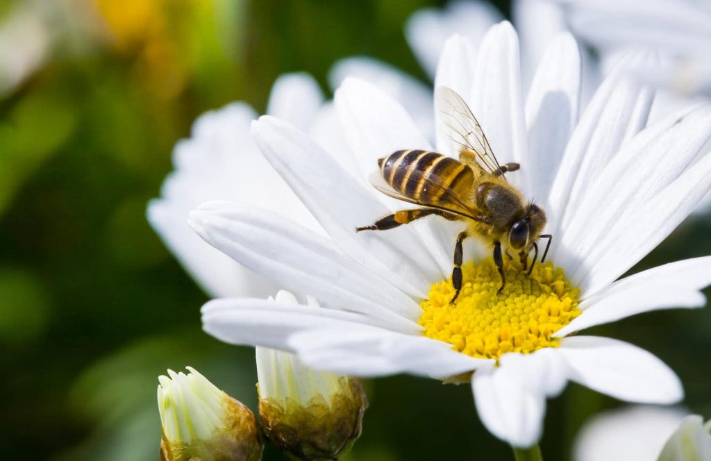 A bee lands on a daisy flower.