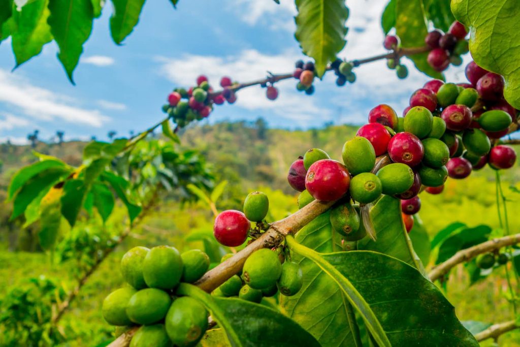 Arabica coffee beans growing in Colombia. Fotos593/Shutterstock.