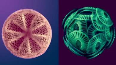 Enhanced scanning electron microscope images of phytoplankton (left, a diatom; right, a coccolithophore). Different phytoplankton species have distinct climatic preferences, which makes them ideal indicators of surface ocean conditions. Dee Breger, CC BY-NC-ND 4.0.