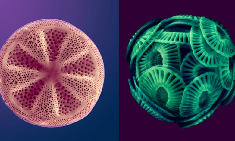 Enhanced scanning electron microscope images of phytoplankton (left, a diatom; right, a coccolithophore). Different phytoplankton species have distinct climatic preferences, which makes them ideal indicators of surface ocean conditions. Dee Breger, CC BY-NC-ND 4.0.