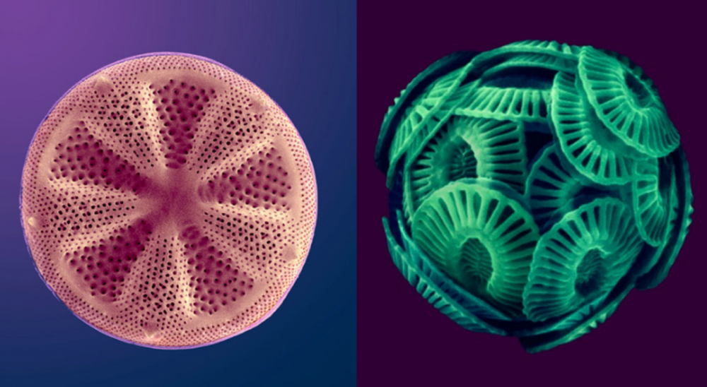 Enhanced scanning electron microscope images of phytoplankton (left, a diatom; right, a coccolithophore). Different phytoplankton species have distinct climatic preferences, which makes them ideal indicators of surface ocean conditions. Dee Breger, CC BY-NC-ND 4.0.