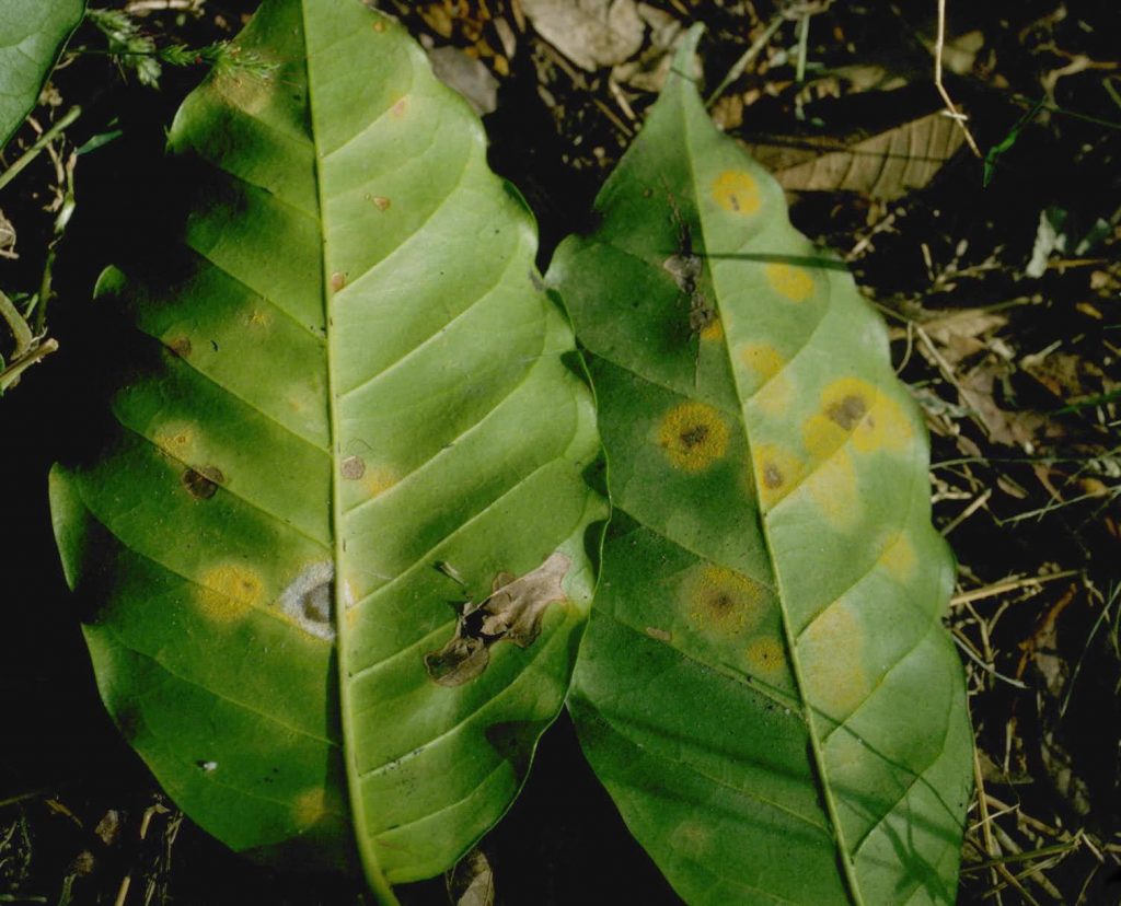 Leaf rust (Hemileia vastatrix) on a coffee plant. Howard F. Schwartz/Wikimedia Commons, CC BY 4.0.