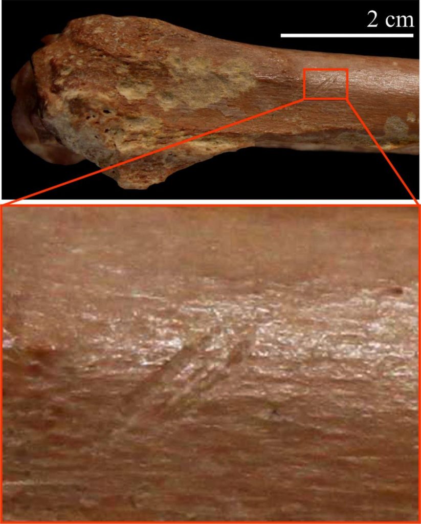A small bovid bone with stone tool cutmarks. Image Credit: Isabel Caceres.