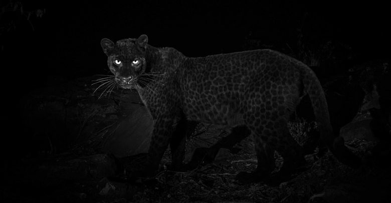 Image Credit: Will Burrard-Lucas.