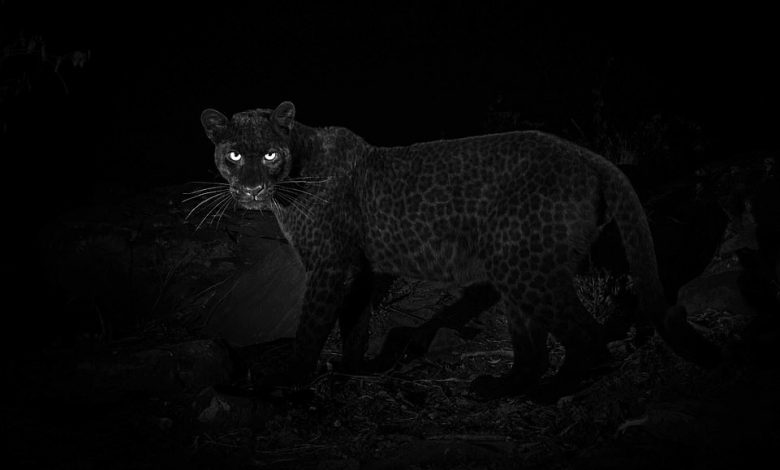 Image Credit: Will Burrard-Lucas.
