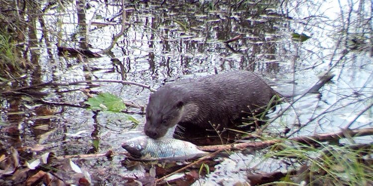 The rarely seen Eurasian otter preparing to feast in the canal. Image Credit: University of Georgia.