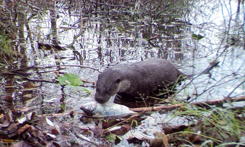 The rarely seen Eurasian otter preparing to feast in the canal. Image Credit: University of Georgia.