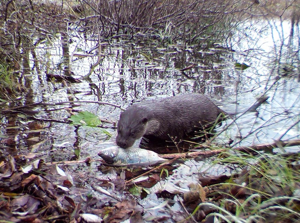 The rarely seen Eurasian otter preparing to feast in the canal. Image Credit: University of Georgia.