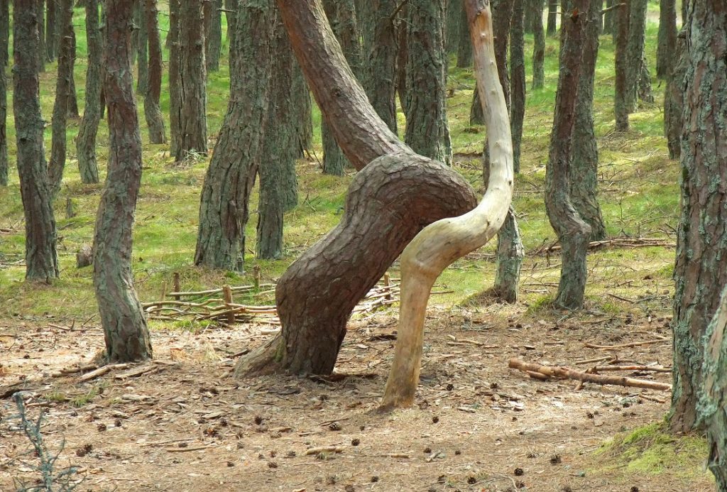 Trees in the Dancing Forest. Image Credit: Wikimedia Commons.