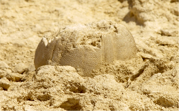 Skamieniałość odkryta na płaskowyżu Gizy.  El Morsi i Gigal piszą: „Widzimy wyraźnie nieskazitelny stan i drobne szczegóły perforacji egzoszkieletu, co oznacza, że ​​to morskie stworzenie musiało skamieniać od niedawna”.  Źródło zdjęcia: Gigal Research.