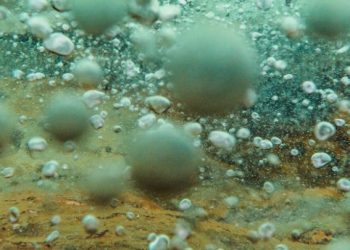 Image Credit: Devlin Gandy.