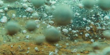 Image Credit: Devlin Gandy.