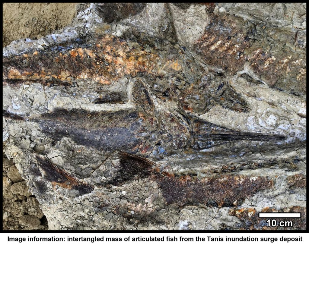 Fossilized fish piled one atop another, suggesting that they were flung ashore and died stranded together on a sand bar after the wave from the seiche withdrew. Image Credit: Robert DePalma.