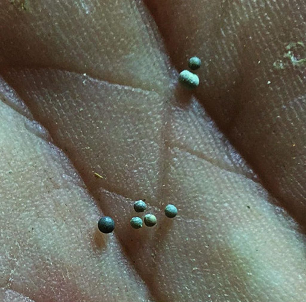 Tektites, 1 millimeter spheres of glass, recovered from the Tanis fossil bed. They were produced by the Chicxulub impact and fell within an hour of the impact. Image Credit: Robert DePalma