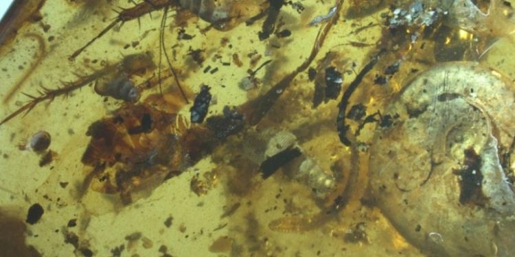 The 99-Million-year-old Amber was packed with a rare collection of various ancient animals. Image Credit: Bo Wang.