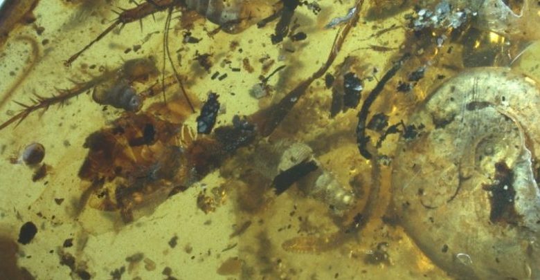 The 99-Million-year-old Amber was packed with a rare collection of various ancient animals. Image Credit: Bo Wang.