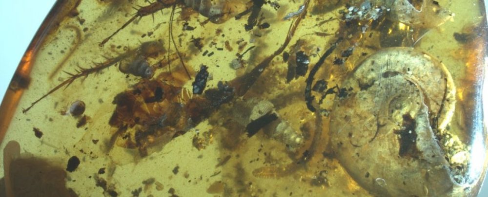 The 99-Million-year-old Amber was packed with a rare collection of various ancient animals. Image Credit: Bo Wang.