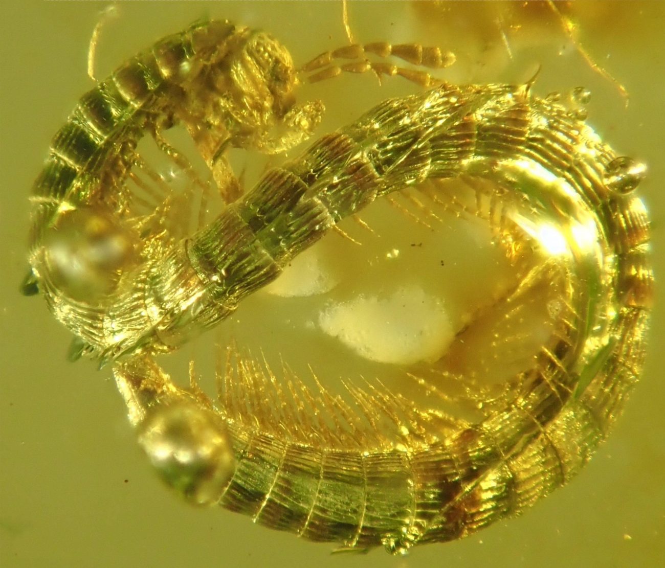 The tiny create preserved in amber. Image Credit: Leif Moritz.