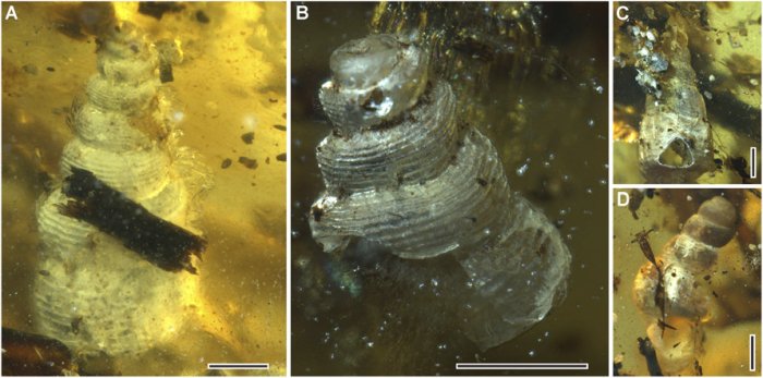 The sea snails that were trapped inside the Amber. Image Credit: (Yu et al., PNAS, 2019).