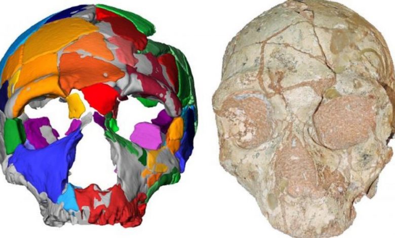 The Apidima 2 skull and its reconstruction. Image Credit: K. Harvati / Eberhard Karls University of Tubingen.