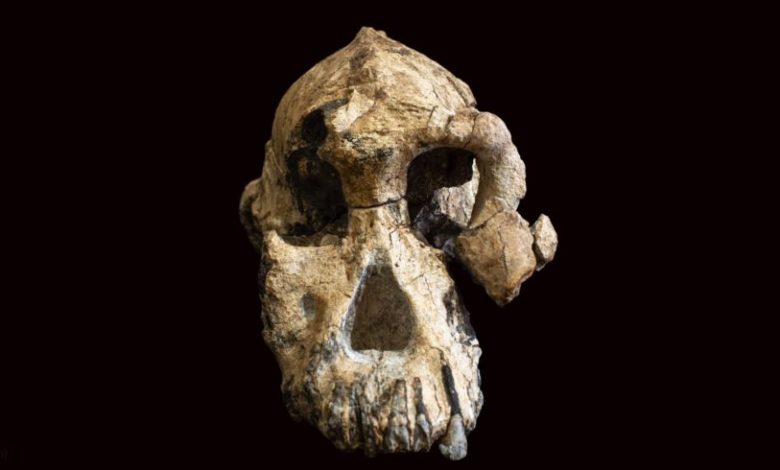 The cranium of a 3.8-million-year-old hominin. Image Credit: YouTube / SciNews.