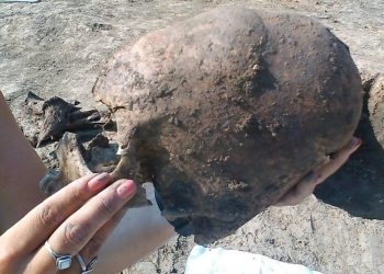 Elongated skull from Croatia. Image Credit: D. Los/Kaducej Ltd.