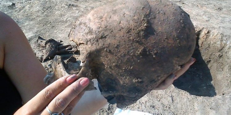 Elongated skull from Croatia. Image Credit: D. Los/Kaducej Ltd.