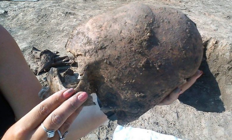 Elongated skull from Croatia. Image Credit: D. Los/Kaducej Ltd.