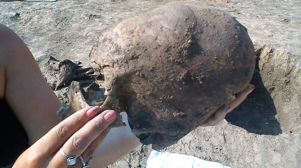 Elongated skull from Croatia. Image Credit: D. Los/Kaducej Ltd.
