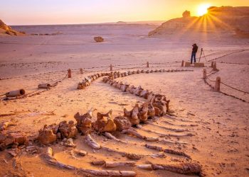 Wadi El Hitan, the Valley of Whales in Egypt. Image Credit: Wikimedia Commons / CC BY-SA 4.0.