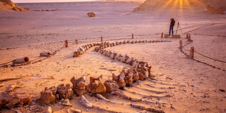 Wadi El Hitan, the Valley of Whales in Egypt. Image Credit: Wikimedia Commons / CC BY-SA 4.0.