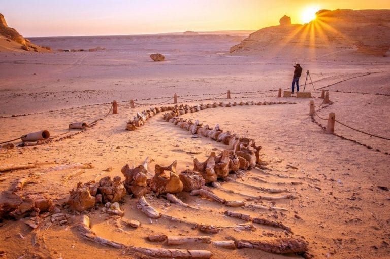 Wadi El Hitan, the Valley of Whales in Egypt. Image Credit: Wikimedia Commons / CC BY-SA 4.0.