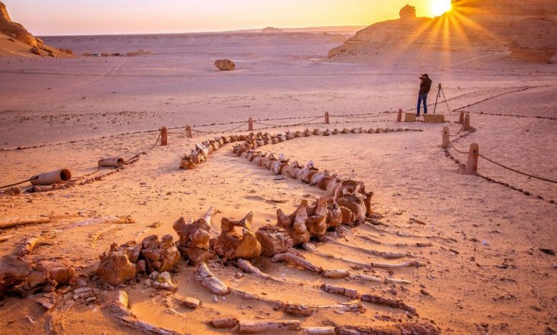 Wadi El Hitan, the Valley of Whales in Egypt. Image Credit: Wikimedia Commons / CC BY-SA 4.0.