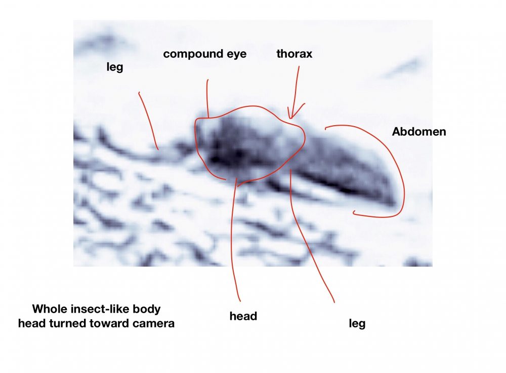 One of the creatures Emeritus Professor William Romoser found on Mars.