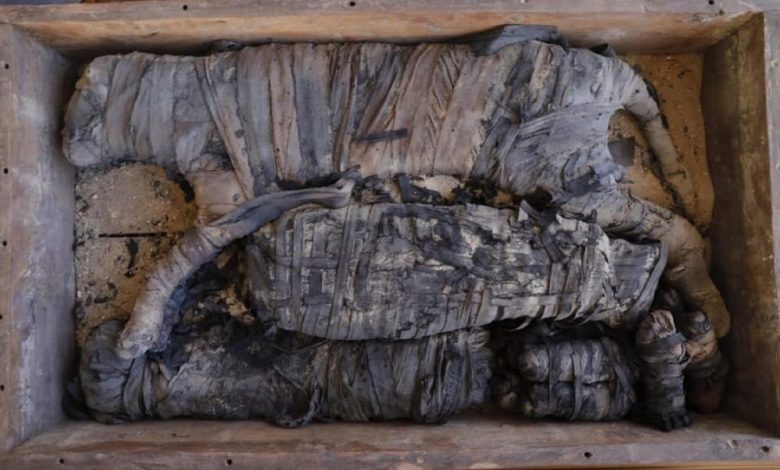 An image of the mummified cats discovered at Saqqara. Image Credit: Egyptian Ministry of Antiquities / Facebook.
