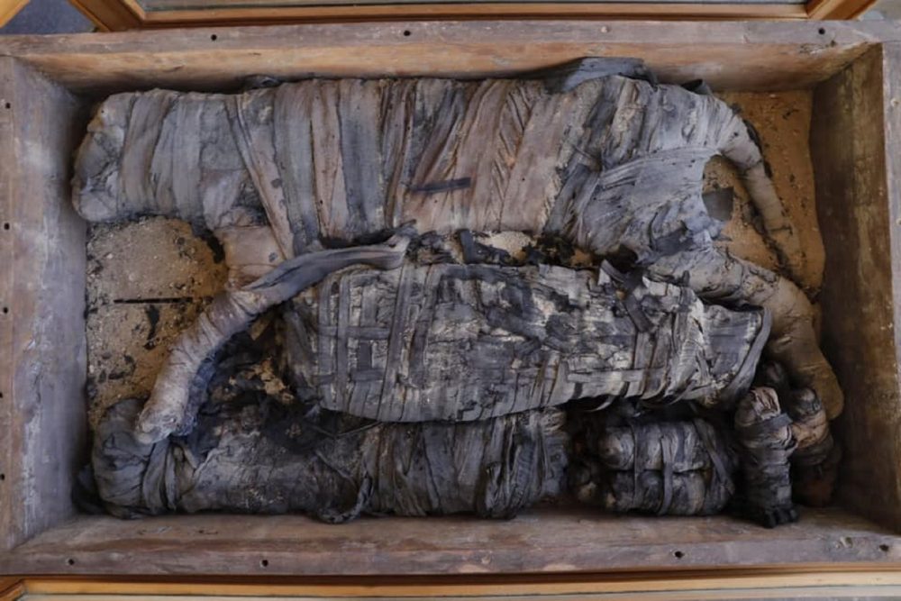 An image of the mummified cats discovered at Saqqara. Image Credit: Egyptian Ministry of Antiquities / Facebook.