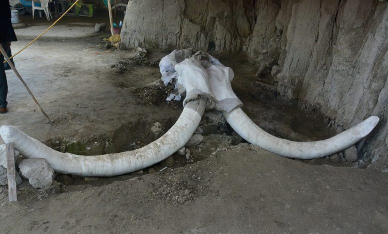 After almost ten months of archaeological excavations, INAH archaeologists have recovered 824 mammoth bones. Image Credit: Edith Camacho, INAH.
