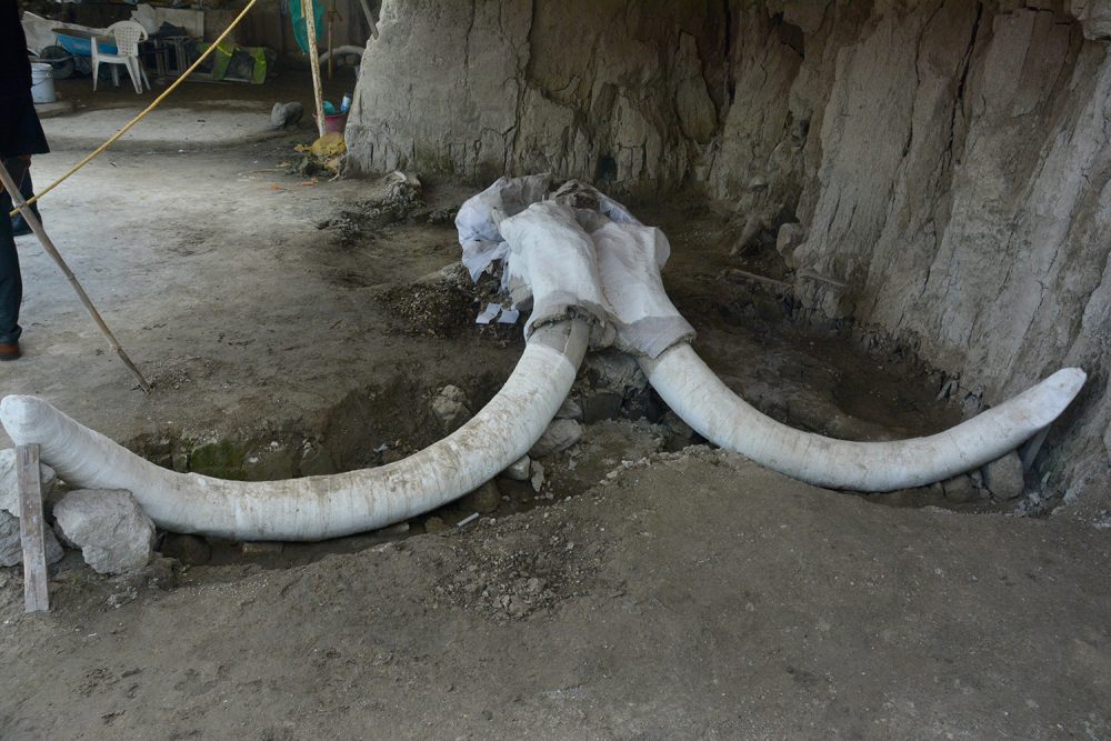 After almost ten months of archaeological excavations, INAH archaeologists have recovered 824 mammoth bones. Image Credit: Edith Camacho, INAH.