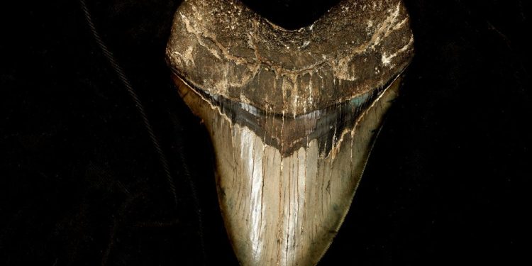 An image of a Megalodon tooth. Shutterstock.