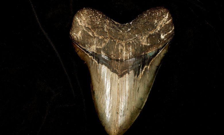 An image of a Megalodon tooth. Shutterstock.
