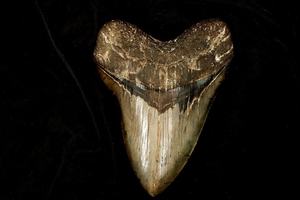 An image of a Megalodon tooth. Shutterstock.