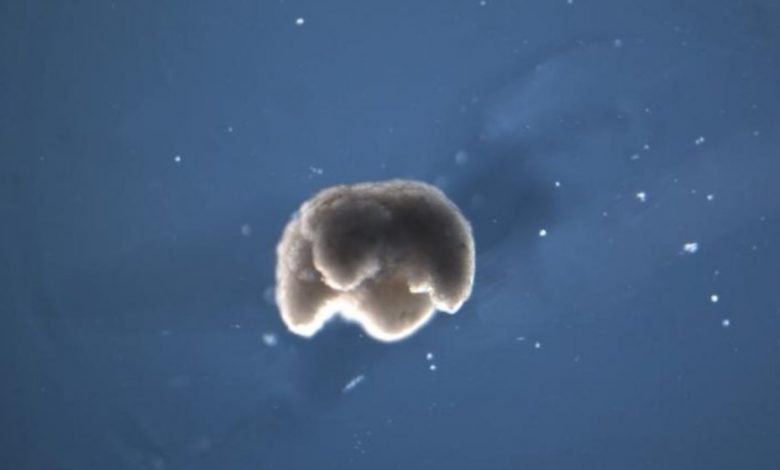 An image of a four-legged Xenobot. Image Credit: Douglas Blackiston.