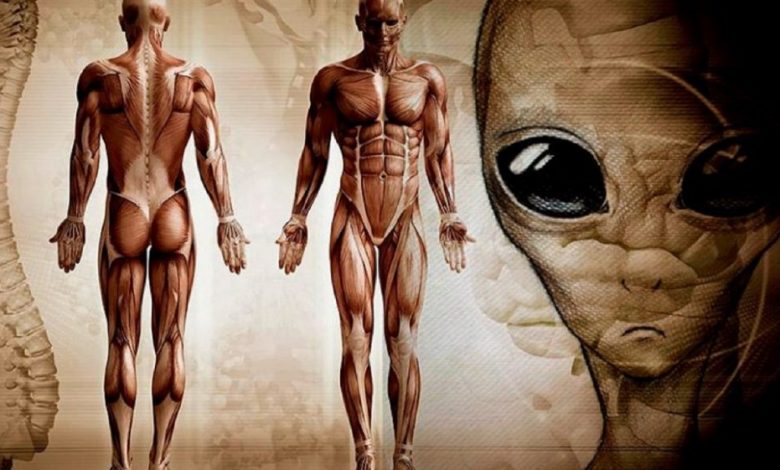 An image of the human body next to a depiction of an alien being.
