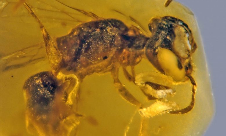 This image shows a fossilized 100-million-year-old Bee preserved in amber. Image Credit: George Poinar Jr. / OSU College of Science.