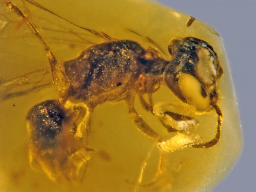 This image shows a fossilized 100-million-year-old Bee preserved in amber. Image Credit: George Poinar Jr. / OSU College of Science.